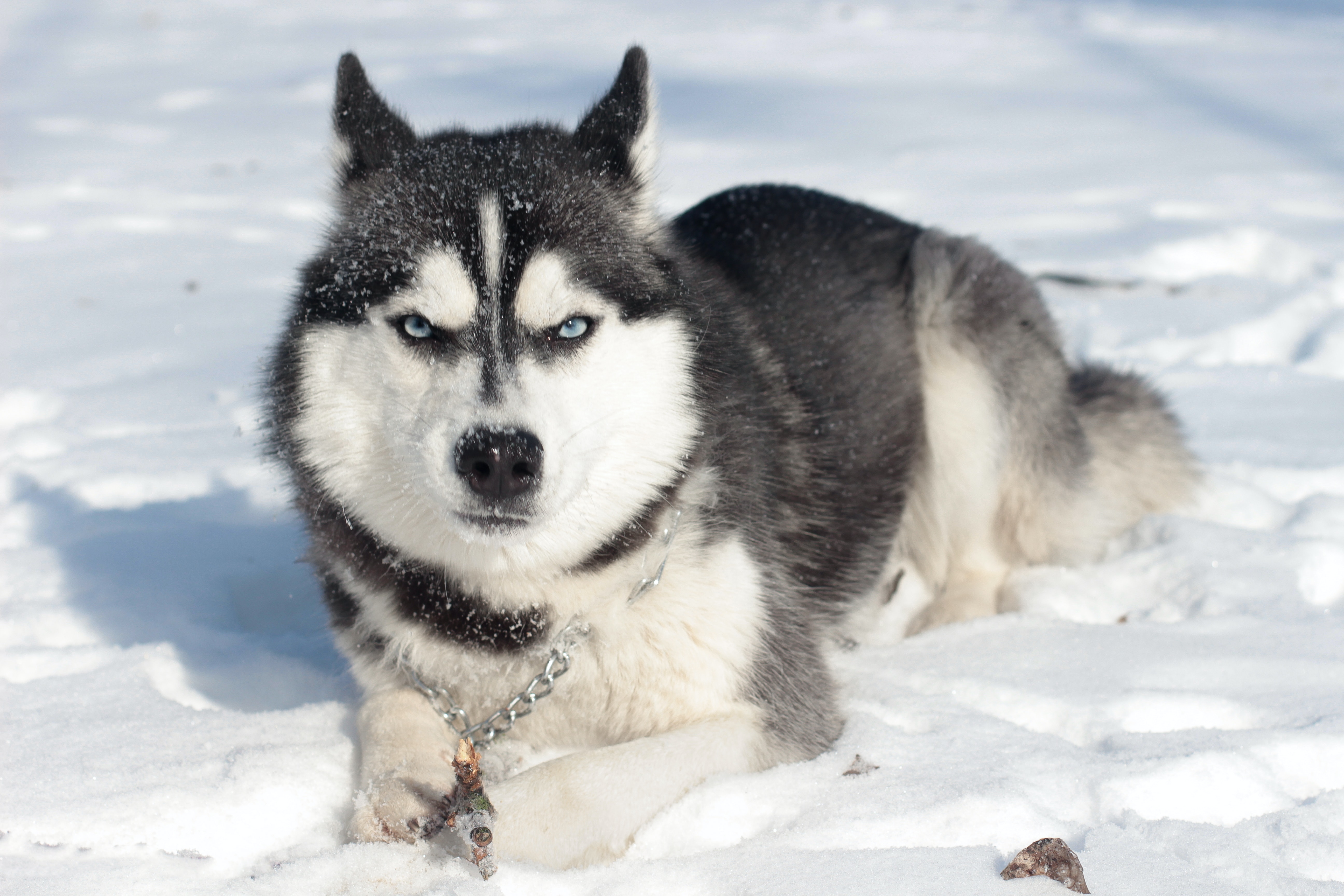 imagem de um husky deitado na neve